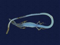 藏品(南臺草蜥)的圖片